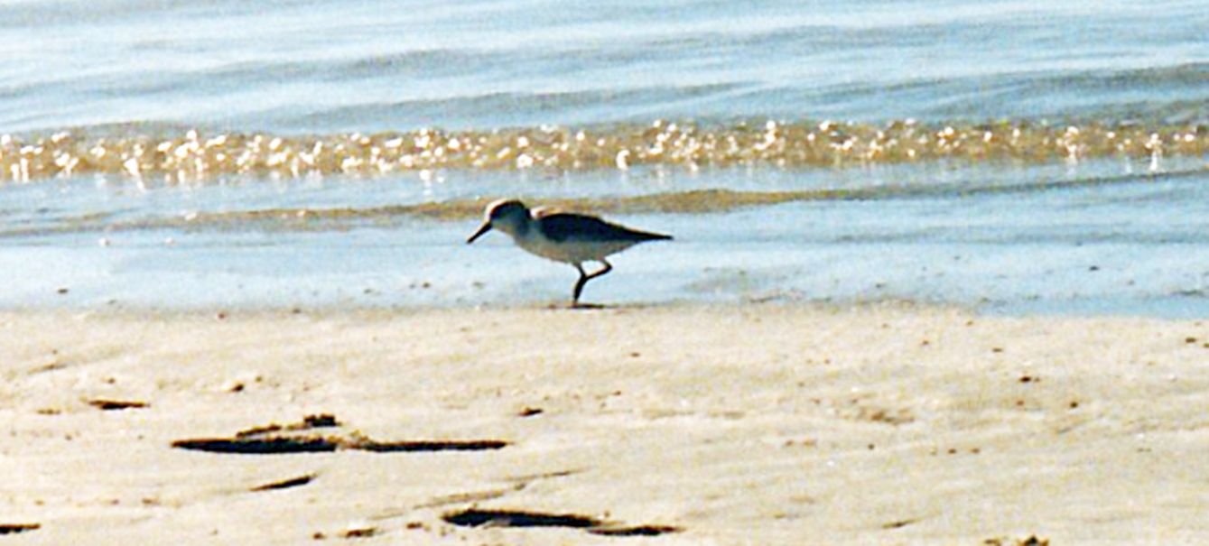 Dal Messico: Calidris pusilla