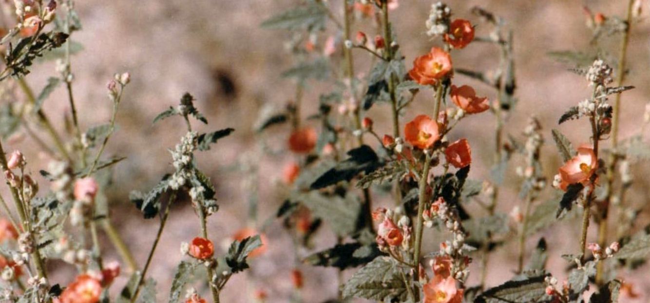 Dall''Arizona: Sphaeralcea sp. (Malvaceae)