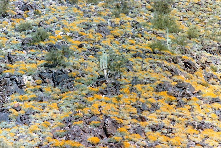 Dall''Arizona: Asteracea: Encelia farinosa