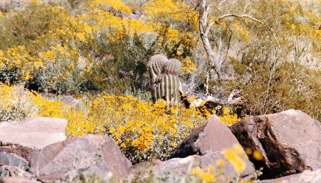 Dall''Arizona: Asteracea: Encelia farinosa