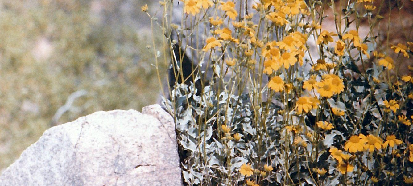 Dall''Arizona: Asteracea: Encelia farinosa