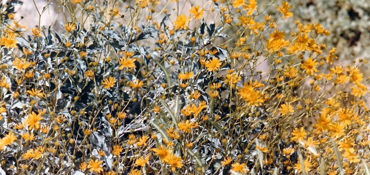 Dall''Arizona: Asteracea: Encelia farinosa