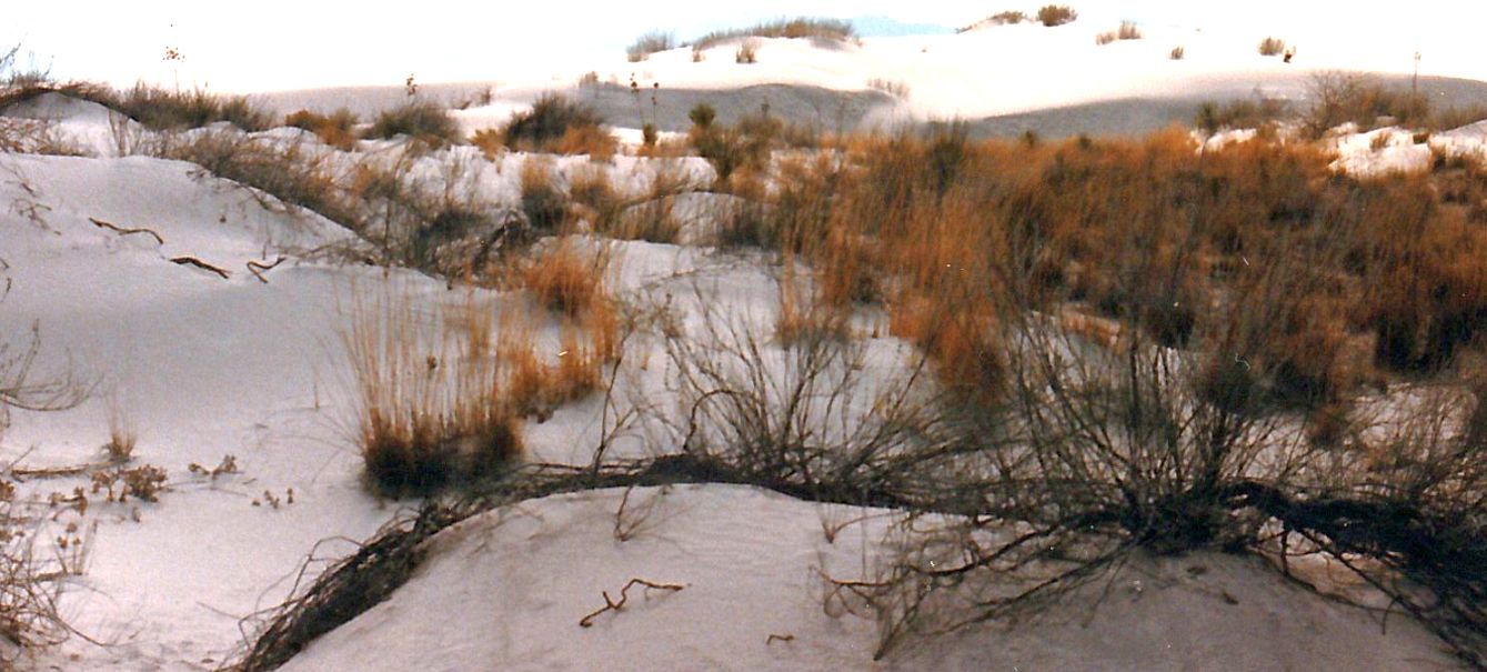 Dal New Mexico:  tra le dune di gesso delle White Sands