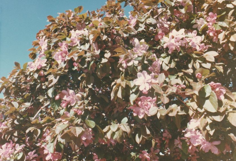 Dall''Arizona: Prunus sp.