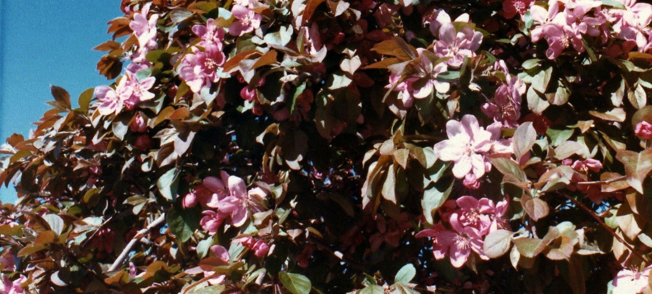 Dall''Arizona: Prunus sp.