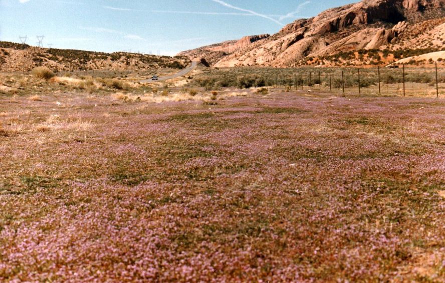 Dallo Utah: Chorispora tenella/Purple Mustard (Brassicaceae)