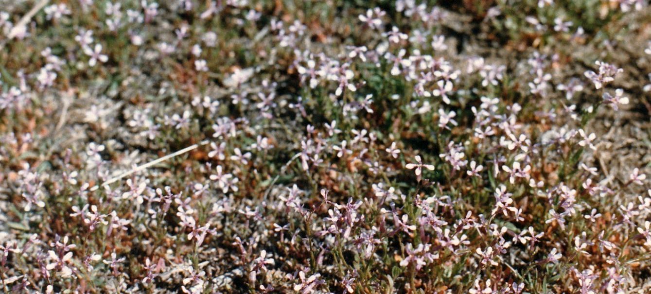 Dallo Utah: Chorispora tenella/Purple Mustard (Brassicaceae)