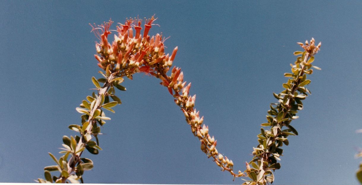 Dall''Arizona: Ocotillo/Fouquieria splendens (Cucurbitaceae)