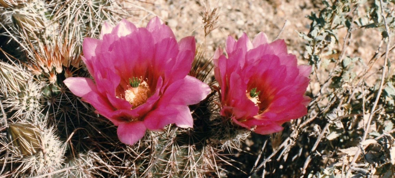 Dall''Arizona: Echinocactus ? No,Echinocereus cfr.engelmannii