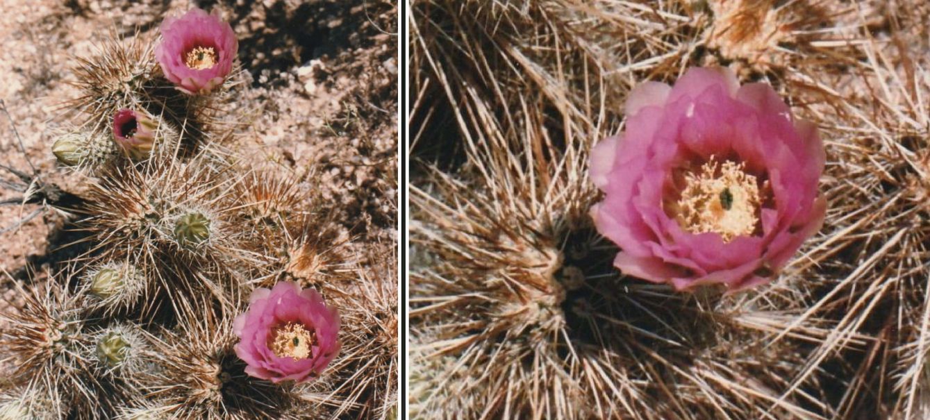 Dall''Arizona: Echinocactus ? No,Echinocereus cfr.engelmannii