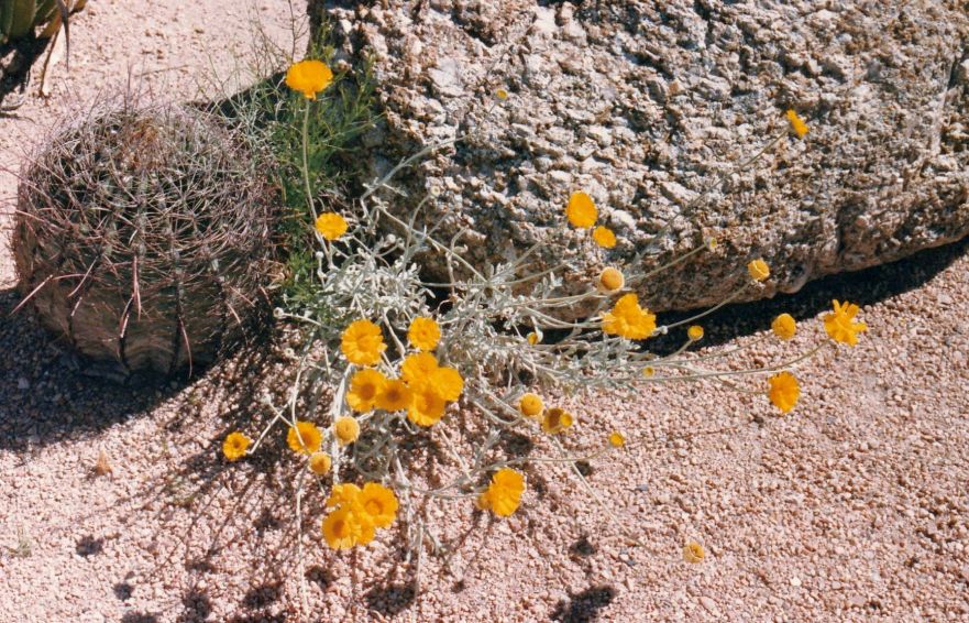 Dall''Arizona: Asteraceae: Encelia farinosa ? No, Baileya multiradiata