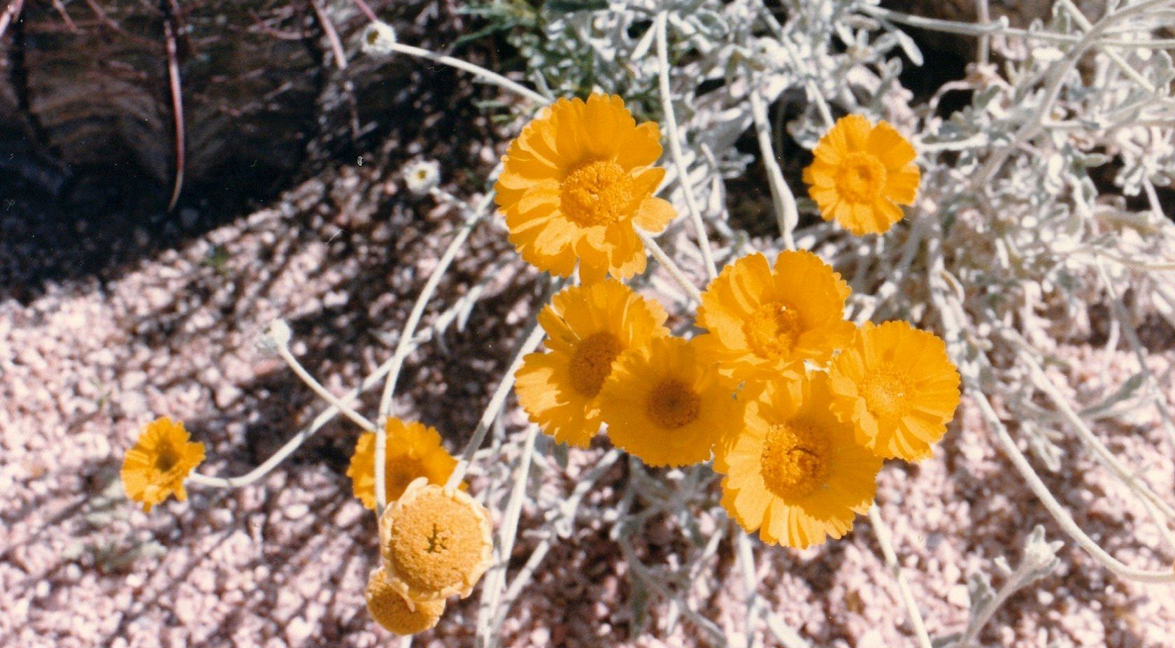 Dall''Arizona: Asteraceae: Encelia farinosa ? No, Baileya multiradiata