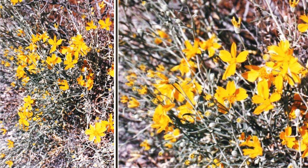 Dall''Arizona: Asteraceae:  cfr. Psilostrophe cooperi