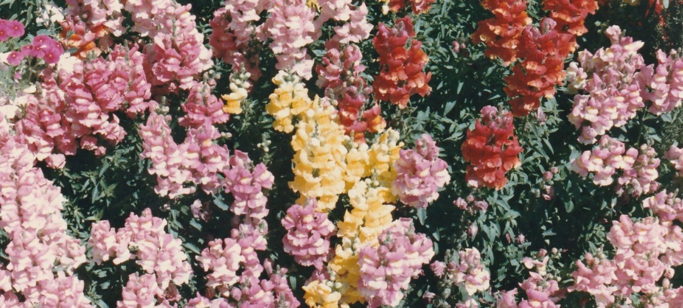 In un''aiuola in Arizona: cv di Antirrhinum majus