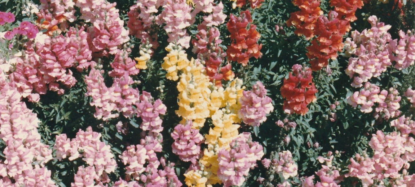 In un''aiuola in Arizona: cv di Antirrhinum majus