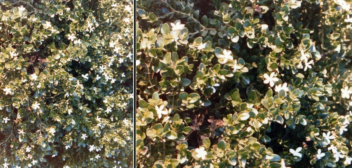 In un''aiuola in Arizona: Carissa macrocarpa (Apocynaceae)