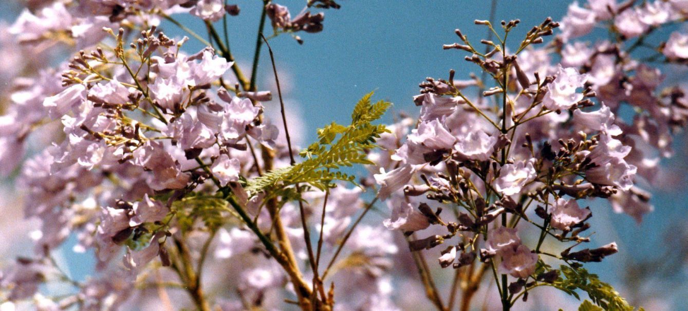 In un''aiuola:  Jacaranda mimosifolia