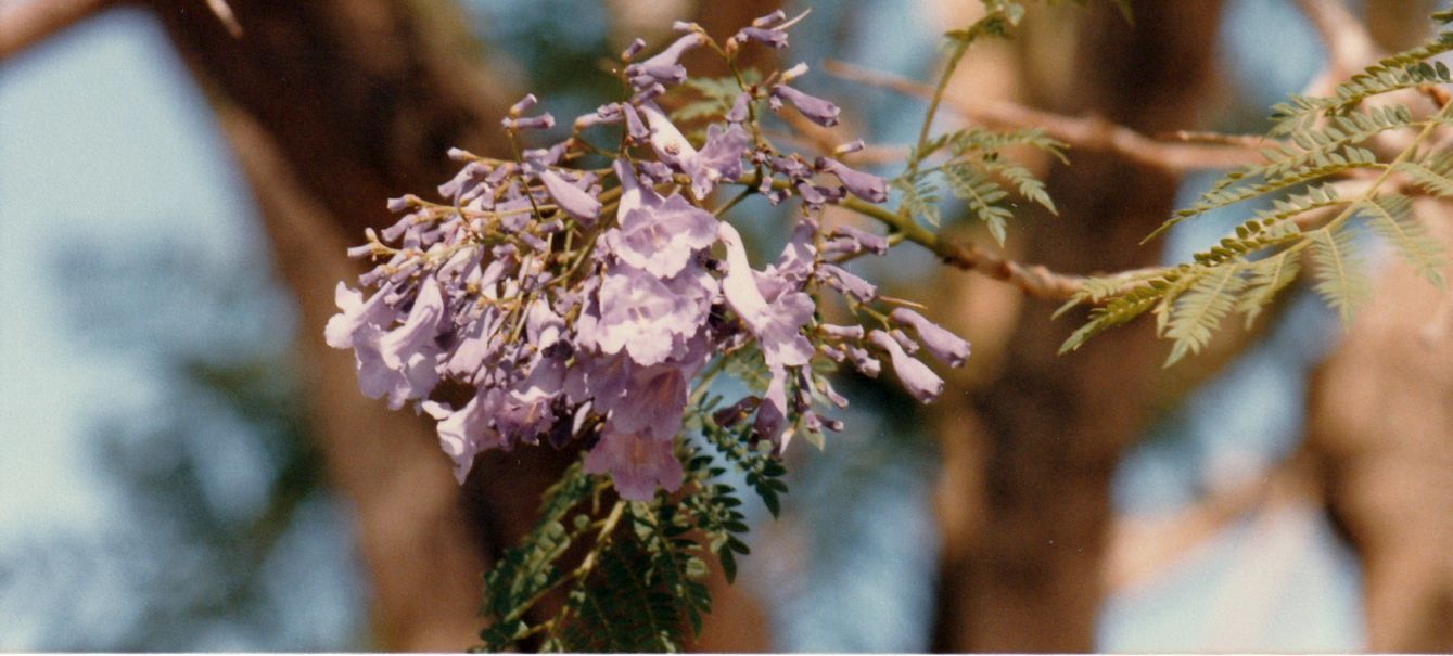 In un''aiuola:  Jacaranda mimosifolia