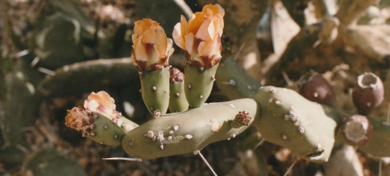 Dall''Arizona: Opuntia sp.