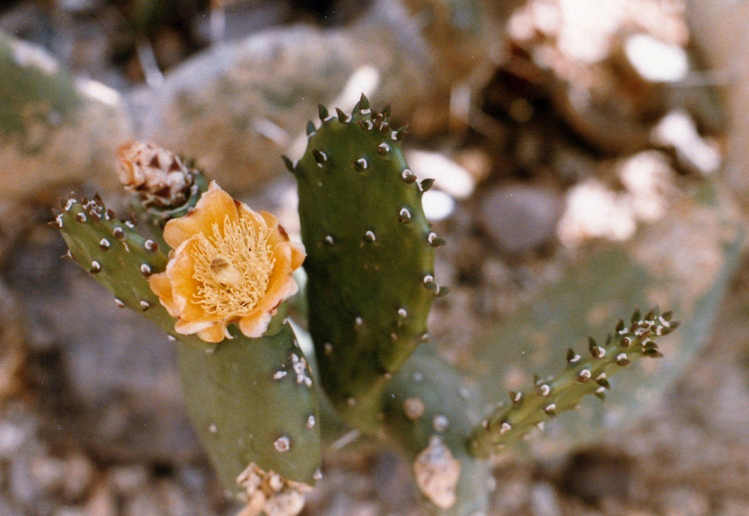 Dall''Arizona: Opuntia sp.