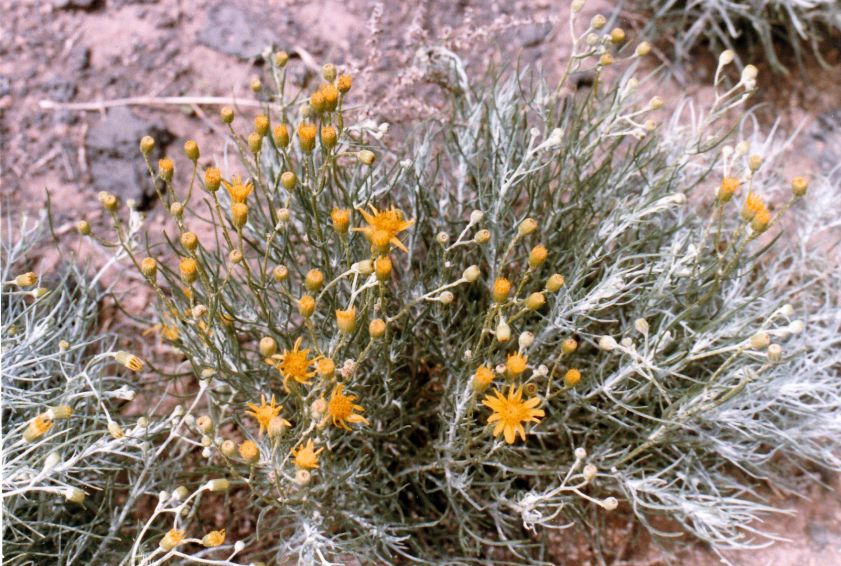 Dall''Arizona: altra Asteracea da id.