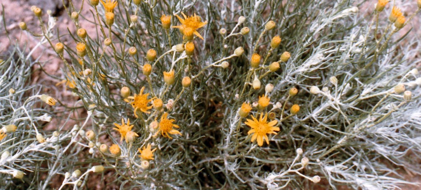 Dall''Arizona: altra Asteracea da id.