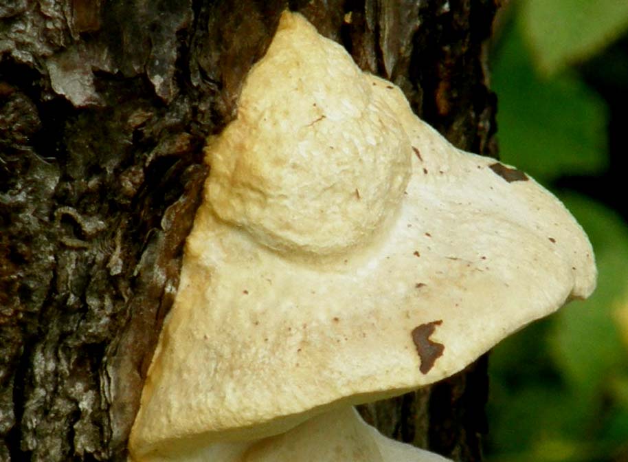 Su un tronco in Honduras: cfr. Postia sp.
