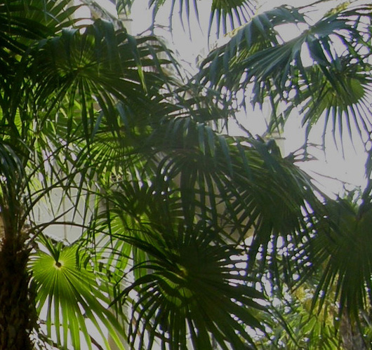 Altra palma centroamericana:  Thrinax radiata  (Arecaceae)