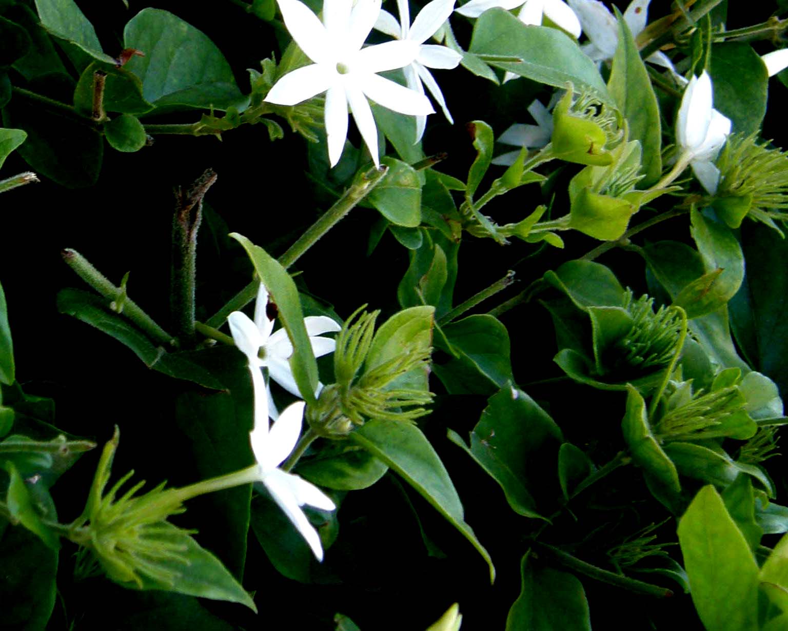 Gelsomini (?) della Florida - Jasminum cfr. multiflorum