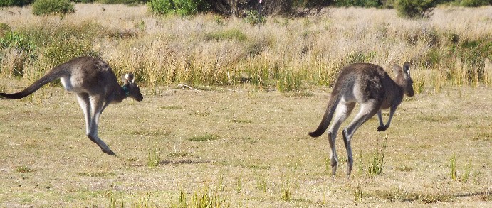 Australia sud-orientale (Stato di Victoria)