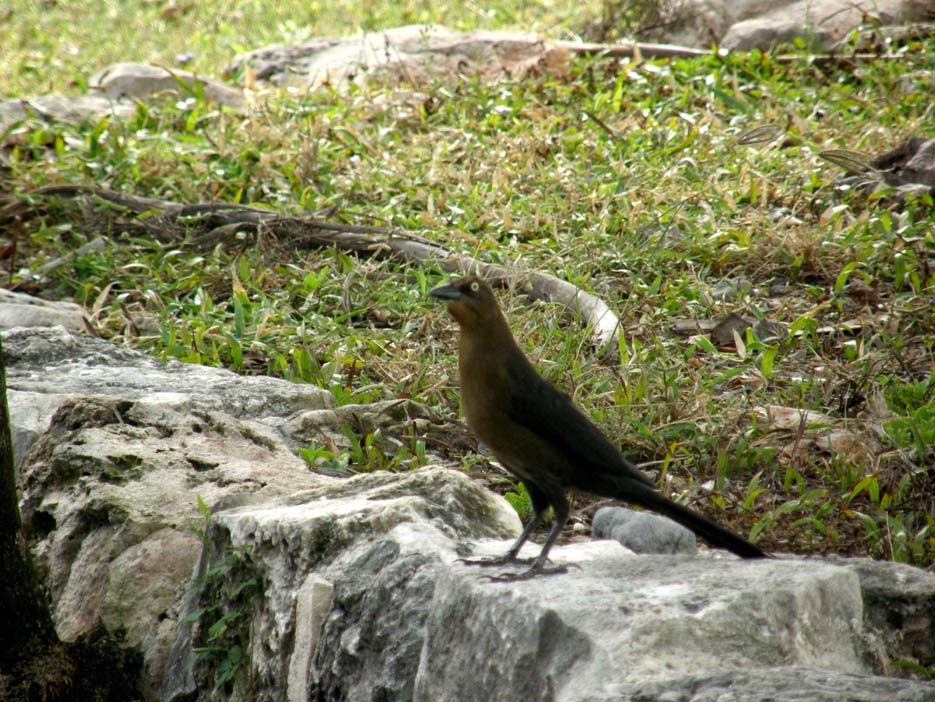 Passeriformi caraibici