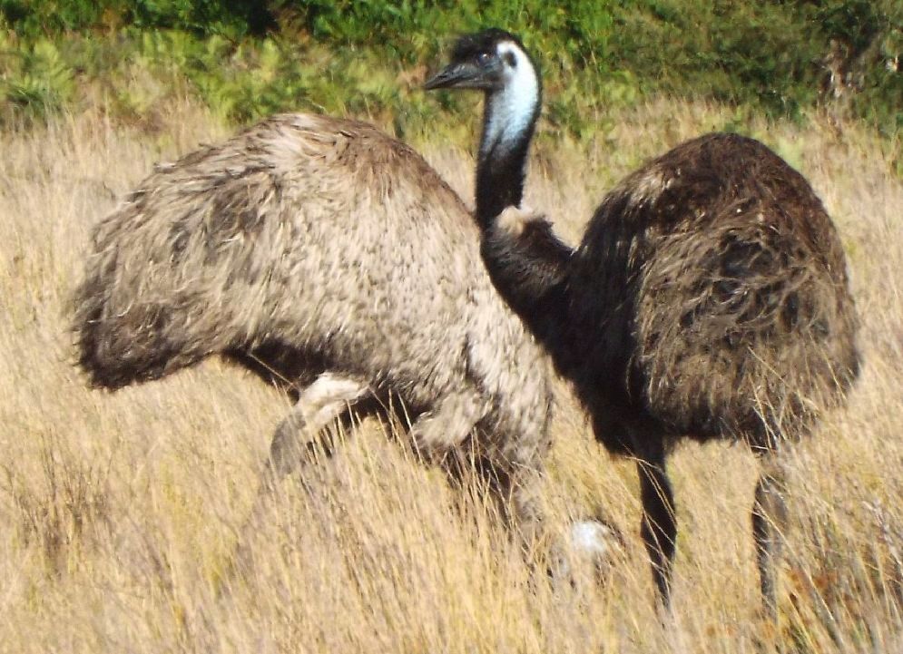 Australia sud-orientale (Stato di Victoria)