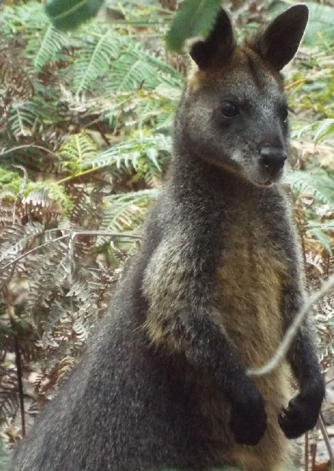 Australia sud-orientale (Stato di Victoria)