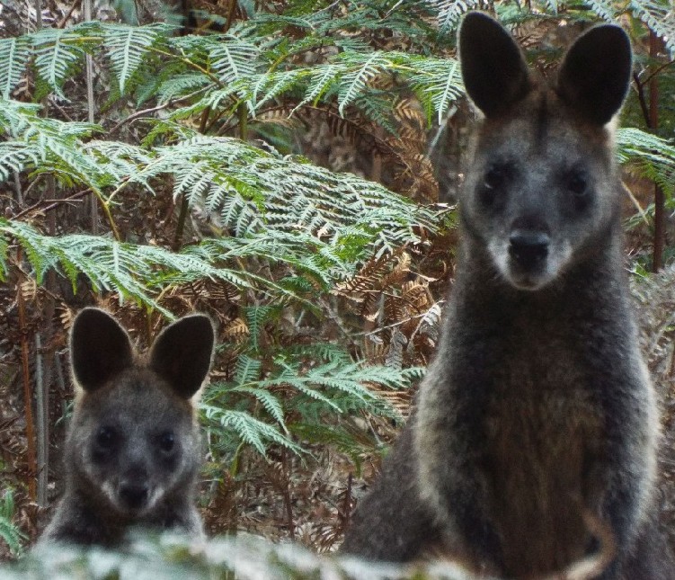 Australia sud-orientale (Stato di Victoria)