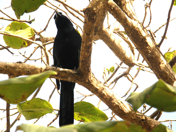 Passeriformi caraibici