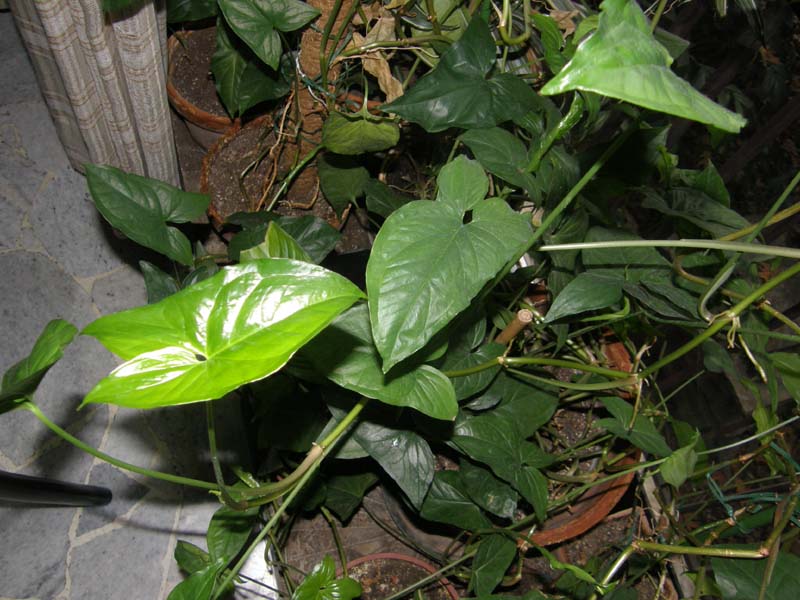 Pianta in vaso da id.:  Syngonium podophyllum (Araceae)