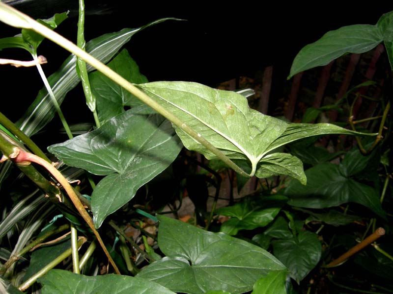 Pianta in vaso da id.:  Syngonium podophyllum (Araceae)