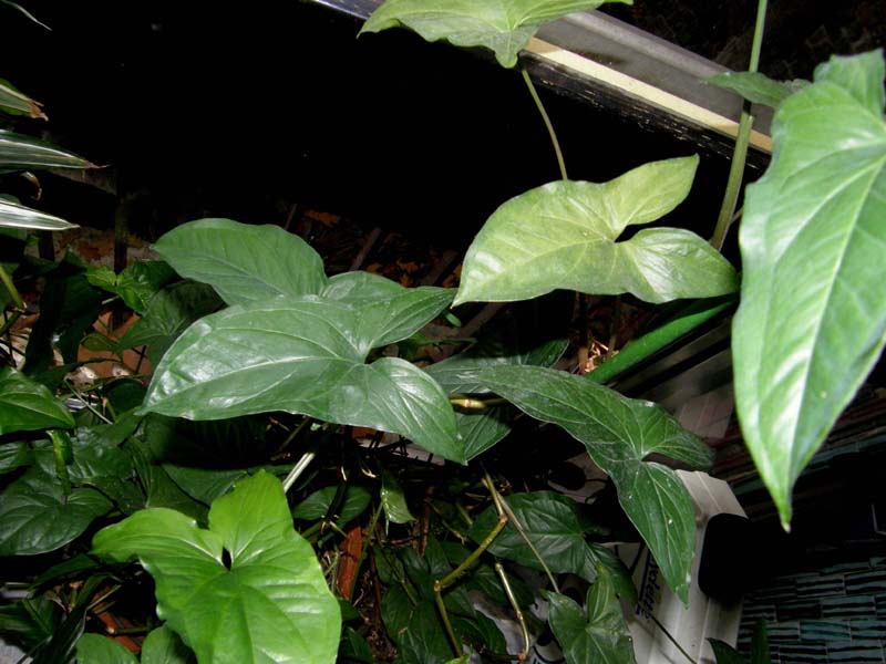 Pianta in vaso da id.:  Syngonium podophyllum (Araceae)
