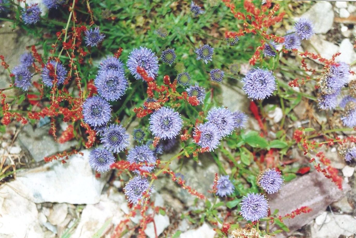 Dalle Shetland: Jasione montana (Asteraceae)