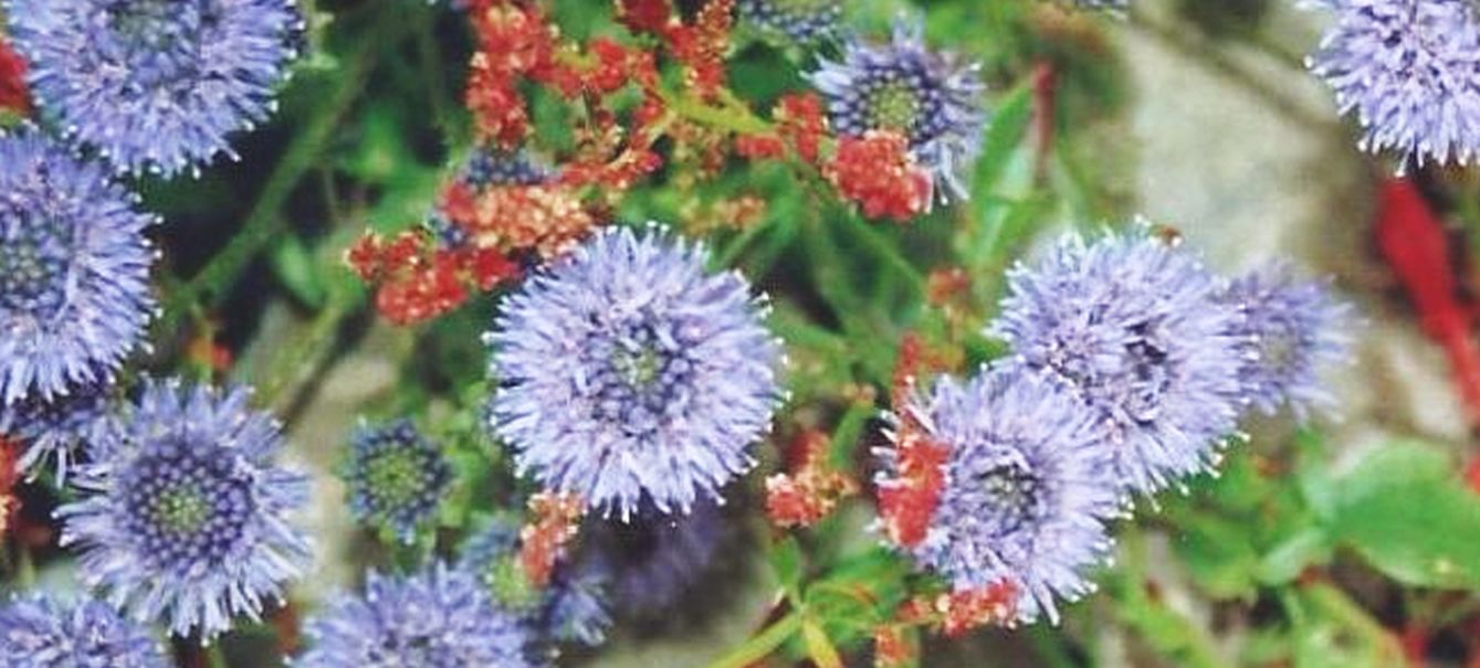 Dalle Shetland: Jasione montana (Asteraceae)