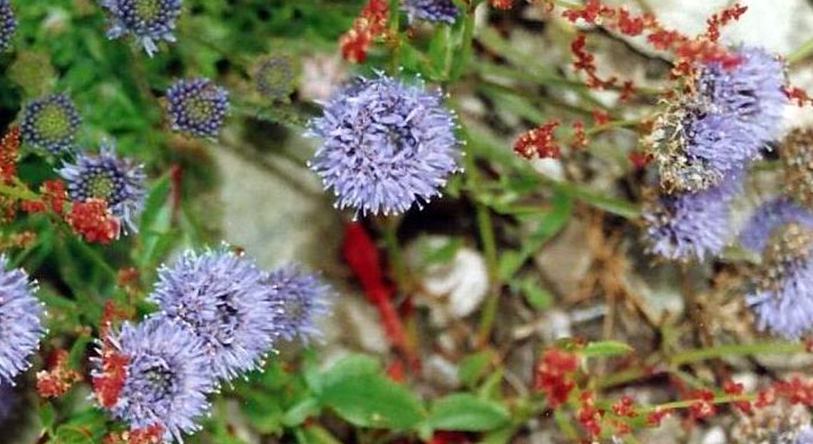 Dalle Shetland: Jasione montana (Asteraceae)