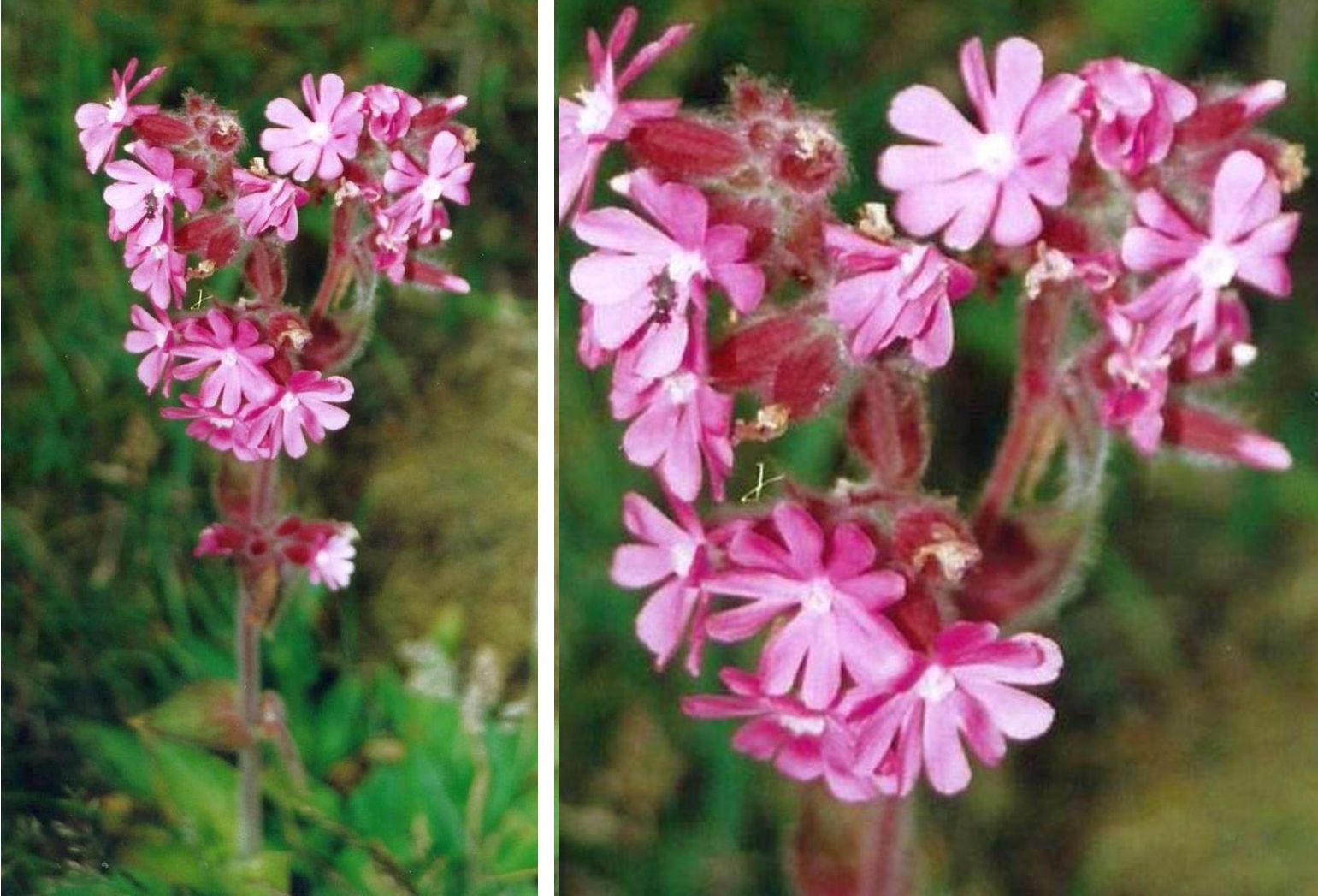 Dalle Shetland: Silene dioica (Caryophyllaceae)