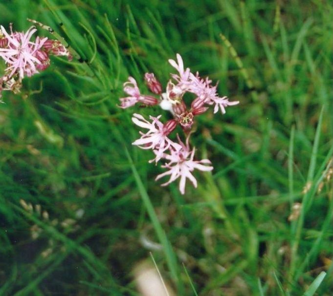 Dalle Shetland: Lychnis flos-cuculi (Caryophyllaceae)