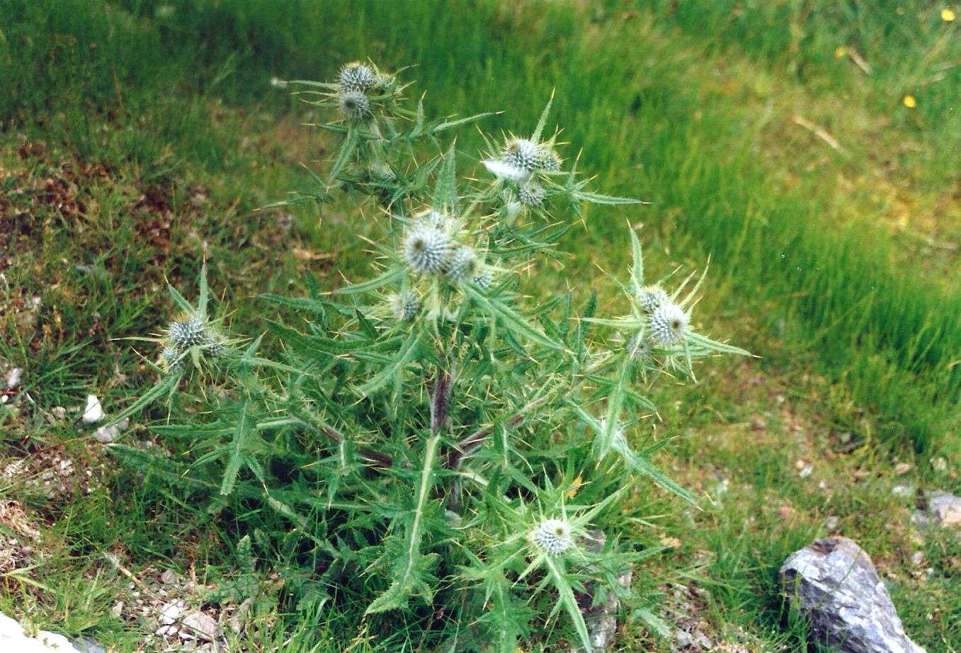 Dalle Shetland: Cirsium vulgare (Asteraceae)