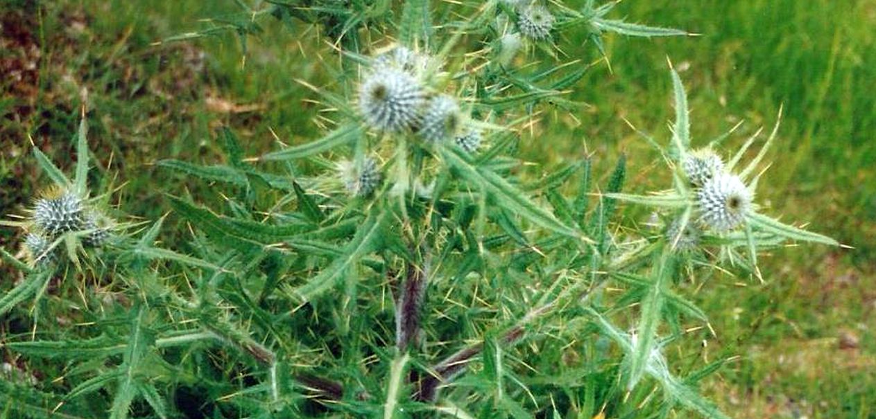 Dalle Shetland: Cirsium vulgare (Asteraceae)