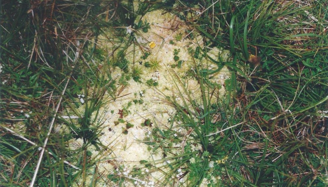 Dalle Shetland, tappeti di muschio:Polytrichum cfr.piliferum