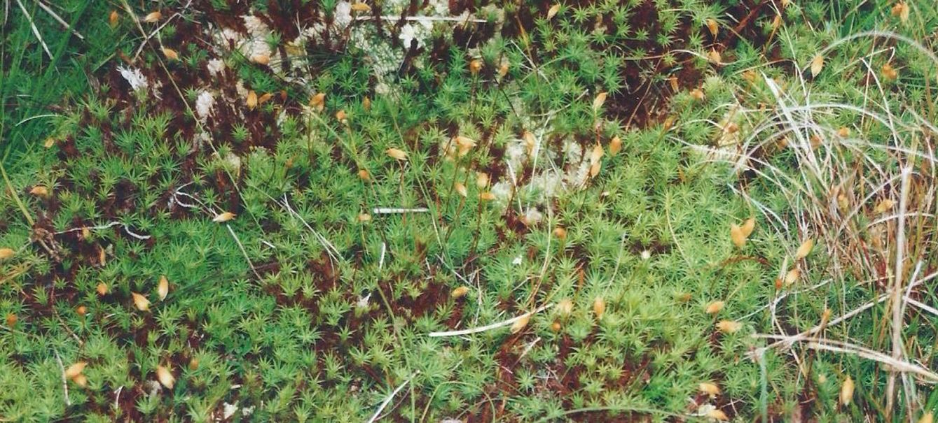 Dalle Shetland, tappeti di muschio:Polytrichum cfr.piliferum