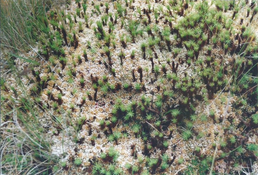 Dalle Shetland, tappeti di muschio:Polytrichum cfr.piliferum