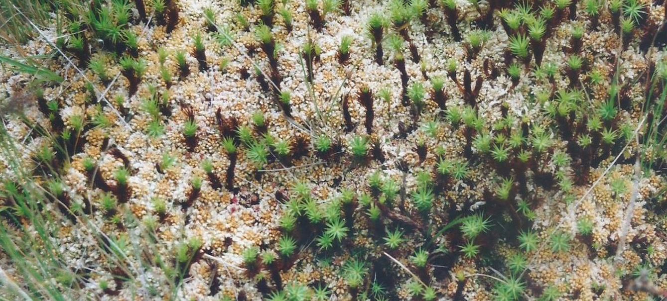 Dalle Shetland, tappeti di muschio:Polytrichum cfr.piliferum