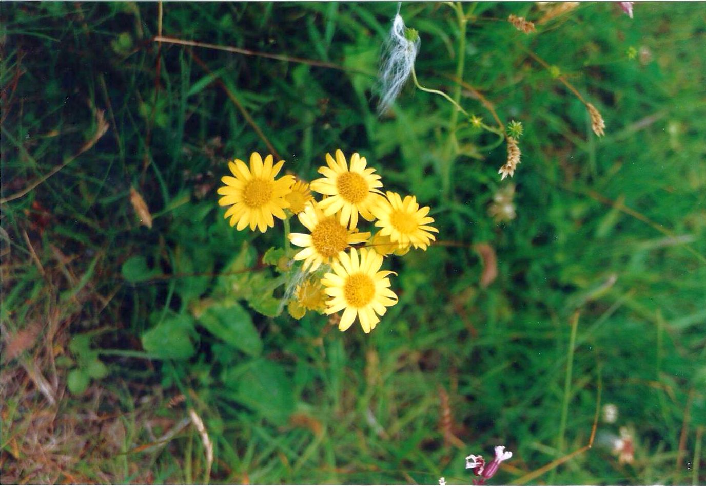 Dalle Shetland: Jacobaea aquatica ornata (Asteraceae)
